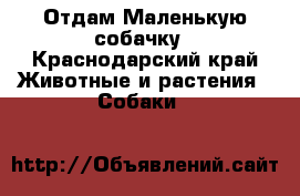 Отдам Маленькую собачку - Краснодарский край Животные и растения » Собаки   